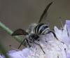 Megachile sp.
